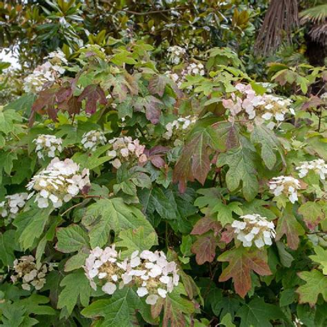 Hortensia à feuilles de chêne avec ses feuilles distinctives