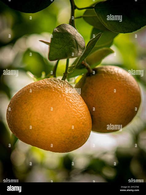 Photographie macro montrant des fruits d'agrumes mûrs sur une branche