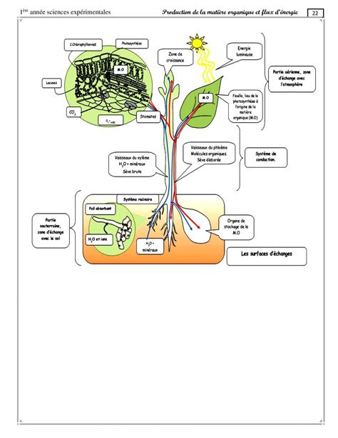 Schéma des mécanismes d'absorption d'humidité par les plantes