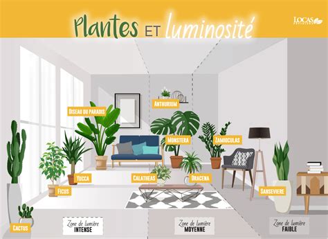 Disposition stratégique des plantes dans une maison