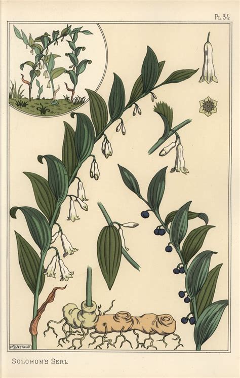 Illustration botanique du Sceau de Salomon