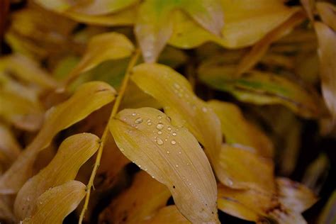 Feuillage jaune or du Sceau de Salomon en automne