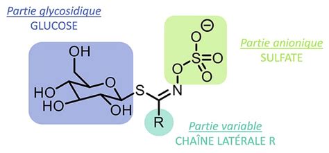 Structure moléculaire des glucosinolates