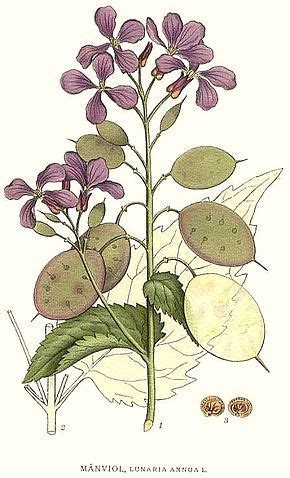Planche botanique de la Monnaie du pape (Lunaria annua)