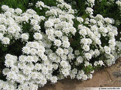 Corbeille d'argent (Iberis sempervirens) en fleur