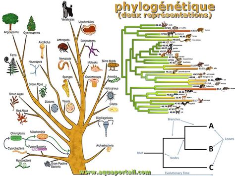 Diagramme illustrant les liens phylogénétiques entre les principales tribus de Brassicacées