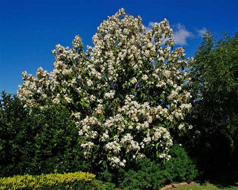 Magnolia grandiflora en fleurs