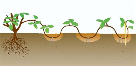 Diagramme du marcottage en pleine terre