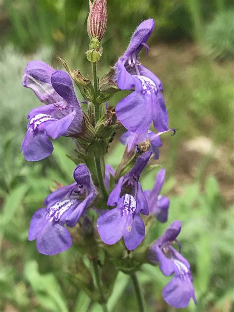Sauge officinale en fleur
