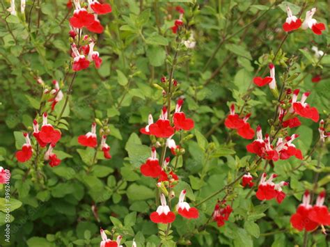 Sauge de Graham 'Hot Lips'