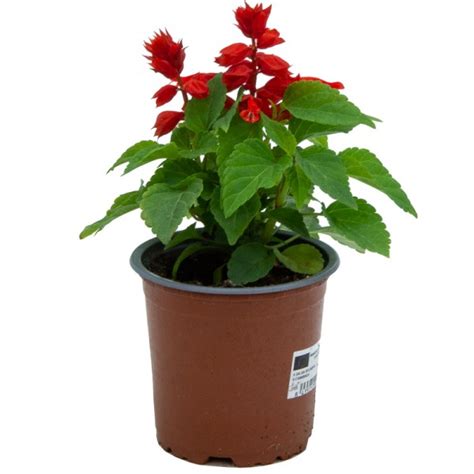 Sauge rouge en pot