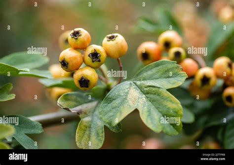 Fruits mûrs sur un arbre