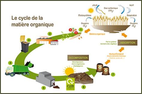 Schéma du cycle naturel de la matière organique
