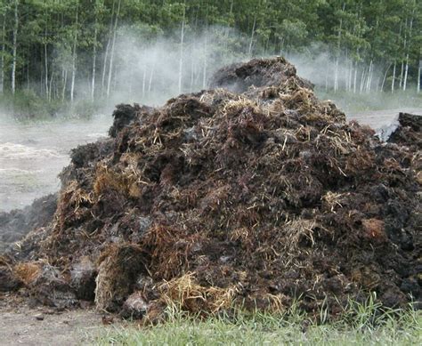 Photo d'un tas de compost fumant