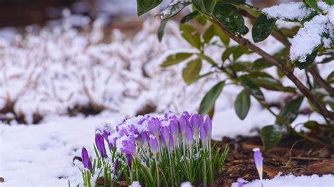 Plantes en fleurs sous la neige