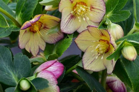 Variétés d'Hellébore