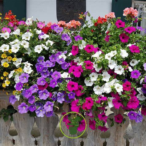 Divers types de jardinières et pots de fleurs