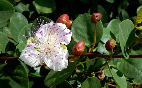 Arbrisseau de câprier en fleur avec des boutons floraux non ouverts