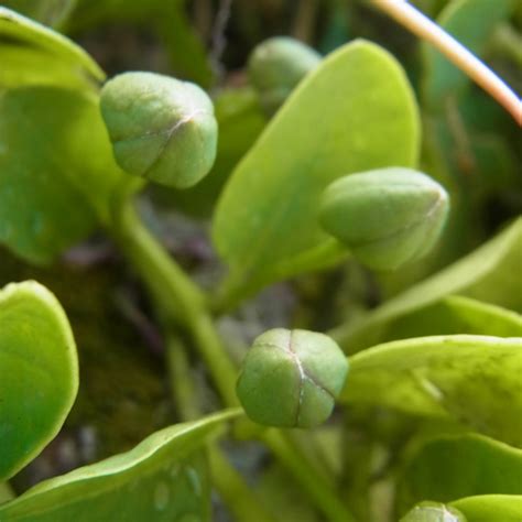 Boutons floraux de câprier non ouverts, prêts à être récoltés