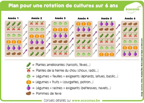 tableau des rotations de cultures au potager