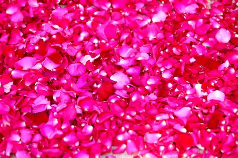Pétales de fleurs dans une piscine