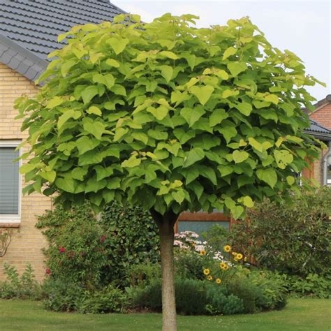 Catalpa nain