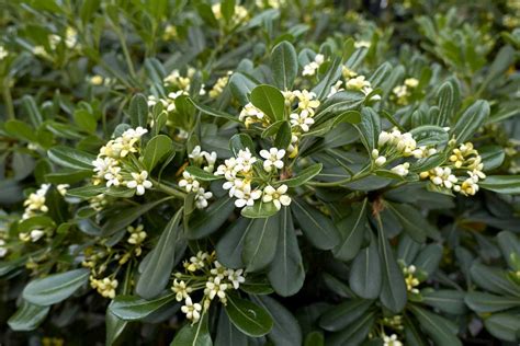 Pittosporum tobira