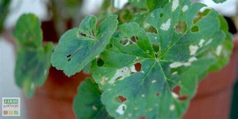 Feuilles de géranium malades