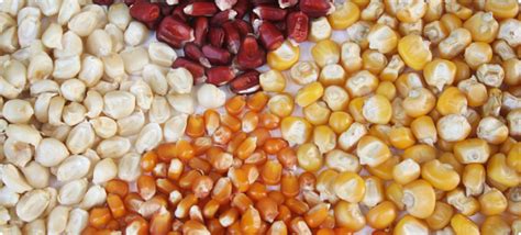 Illustration du maïs à pop-corn en comparaison avec d'autres variétés de maïs
