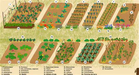 Illustration d'un potager en fin de saison avec des pieds de haricots prêts à être recyclés