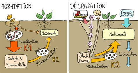 Schéma explicatif du cycle de décomposition de la matière organique en surface du sol