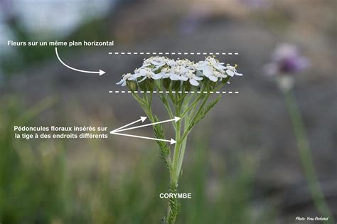 Plan rapproché d'une touffe d'achillée millefeuille en pleine floraison avec ses corymbes caractéristiques