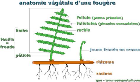 Photo montrant la coupe au-dessus d'une feuille à 5 folioles pour stimuler la floraison estivale