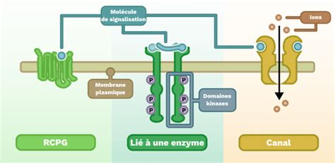 Illustration détaillée de l'interaction entre BspA et les récepteurs TLR2 sur la surface d'un macrophage