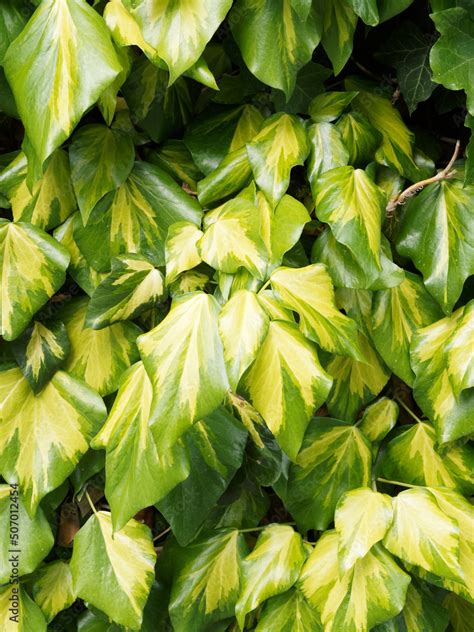 Gros plan sur les feuilles vertes et brillantes du lierre