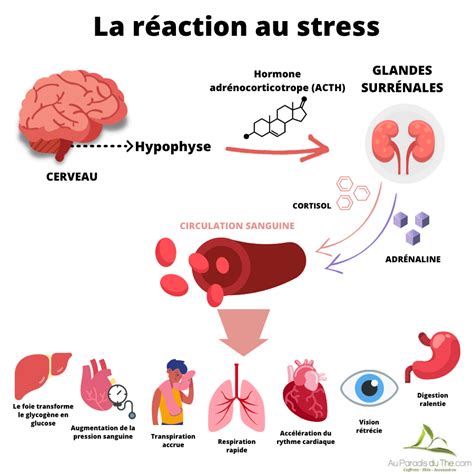 Schéma explicatif illustrant les différentes causes du chevauchement : stress, jeu, excitation et hormones