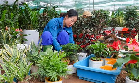 pépinière de plantes ornementales prêtes à la vente