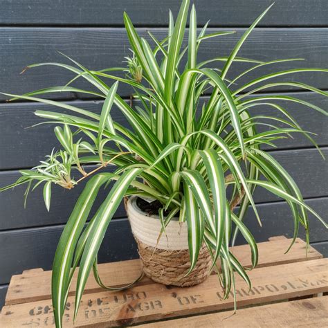 Planche botanique illustrant le Chlorophytum comosum