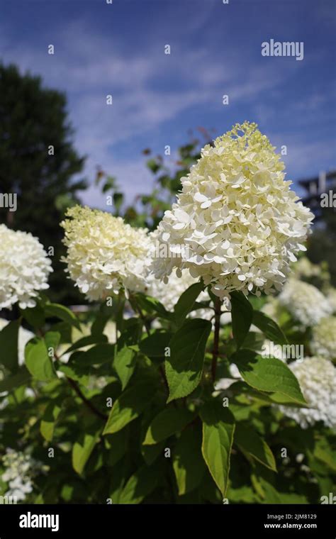 Gros plan sur les inflorescences blanches d'un hortensia