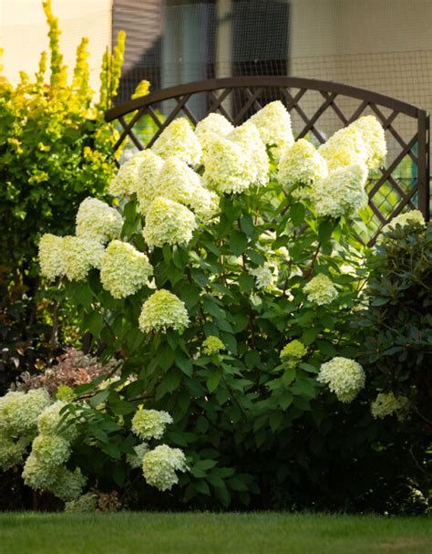 Hortensia blanc associé à d'autres plantes
