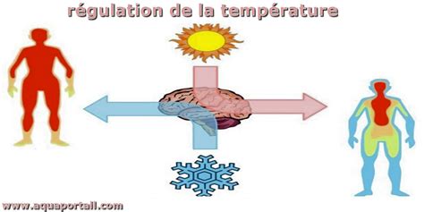 Carte thermique d'un chat montrant la régulation de la température