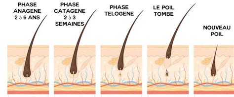 Diagramme du cycle de croissance du poil chez le chat