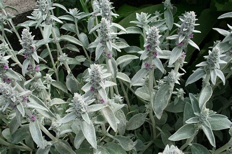 Illustration de Stachys byzantina avec son feuillage argenté duveteux