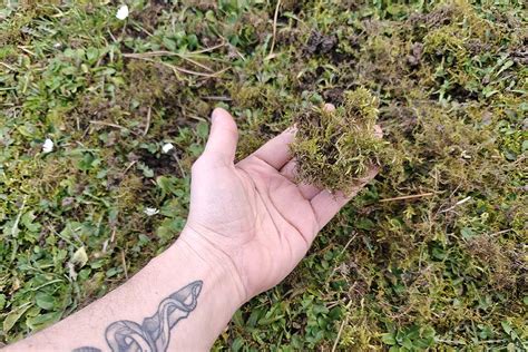 Schéma illustrant les facteurs favorisant la pousse de la mousse dans le gazon