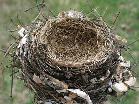 Photo d'un nid d'oiseau construit avec de la mousse
