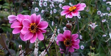 Plantation de dahlias nains en pot et en bordure