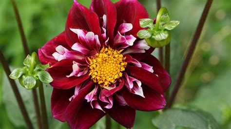 Comparaison entre un dahlia bien protégé pour l'hiver et un dahlia gelé