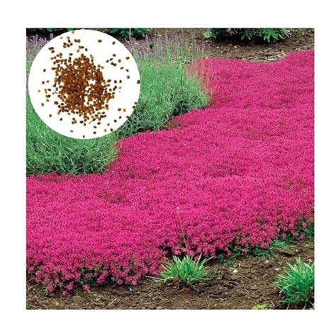 Thym serpolet rouge en fleurs tapissant un sol rocailleux