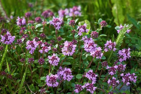 Insectes pollinisateurs butinant des fleurs de thym serpolet