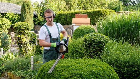 Main de jardinier effectuant une taille légère sur un tapis de thym après la floraison estivale